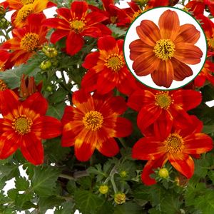 Afbeelding van Bidens P12 Scarlet Red